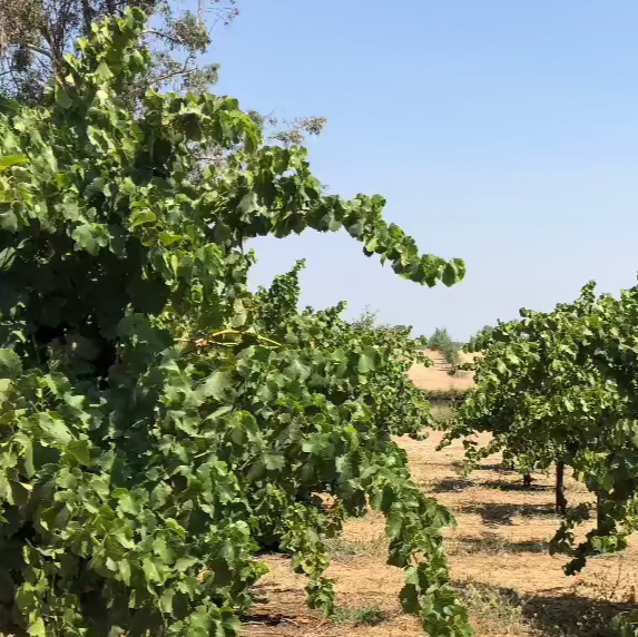 M3 Vineyard