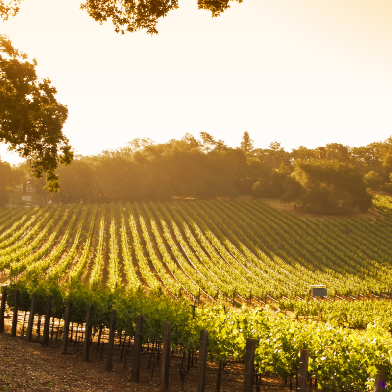 napa-vineyard-sunrise-1