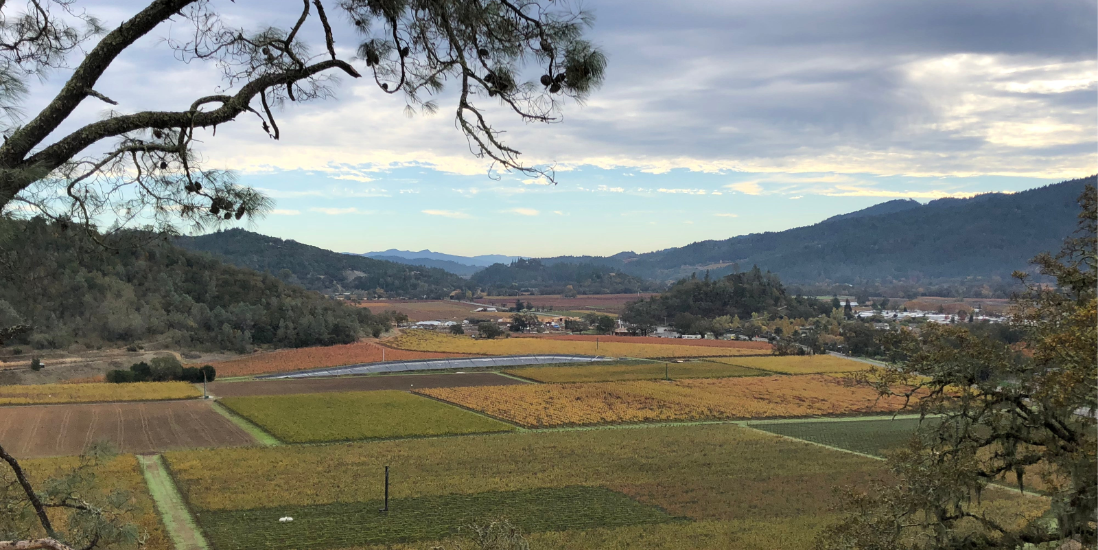napavalley-rarecat