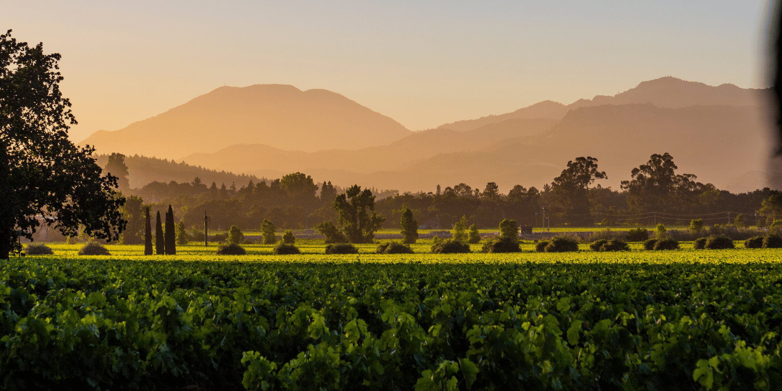 rarecat-napa-vineyard6