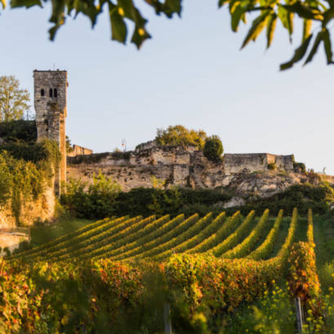 Wine grapevines with ancient stone walls and a castle in the background