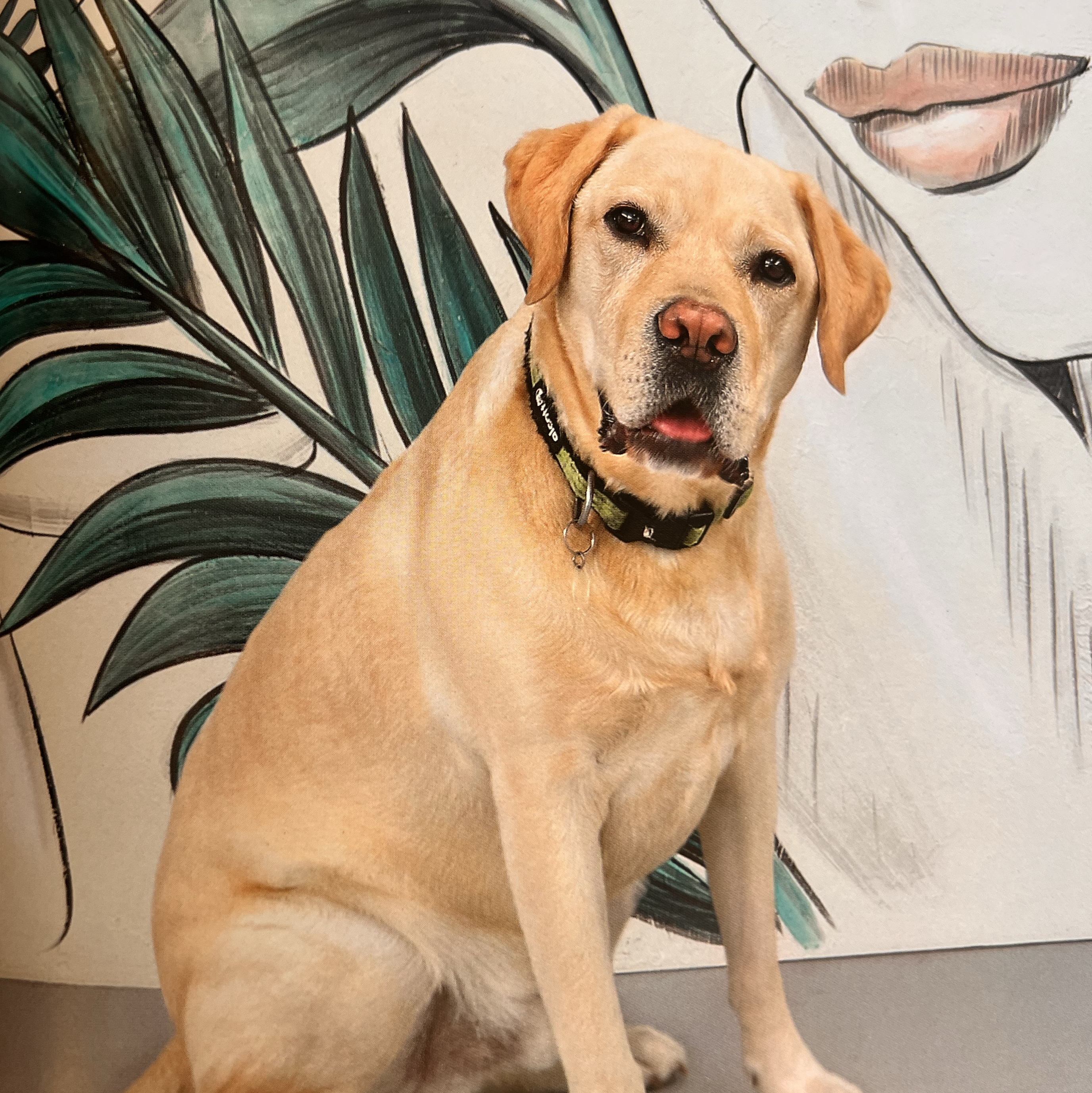 Wine Dog Book
