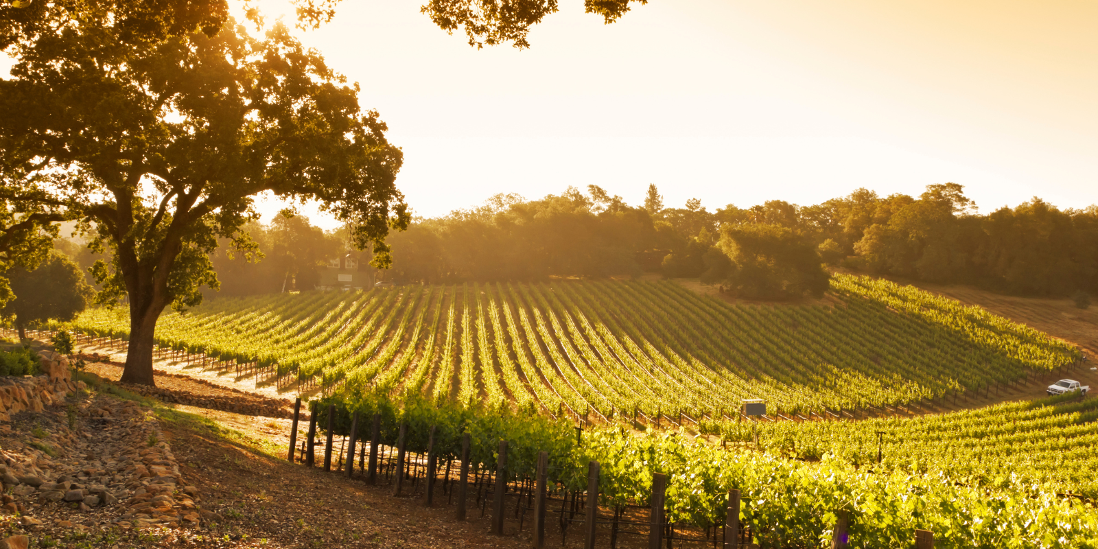 napa-vineyard-sunrise