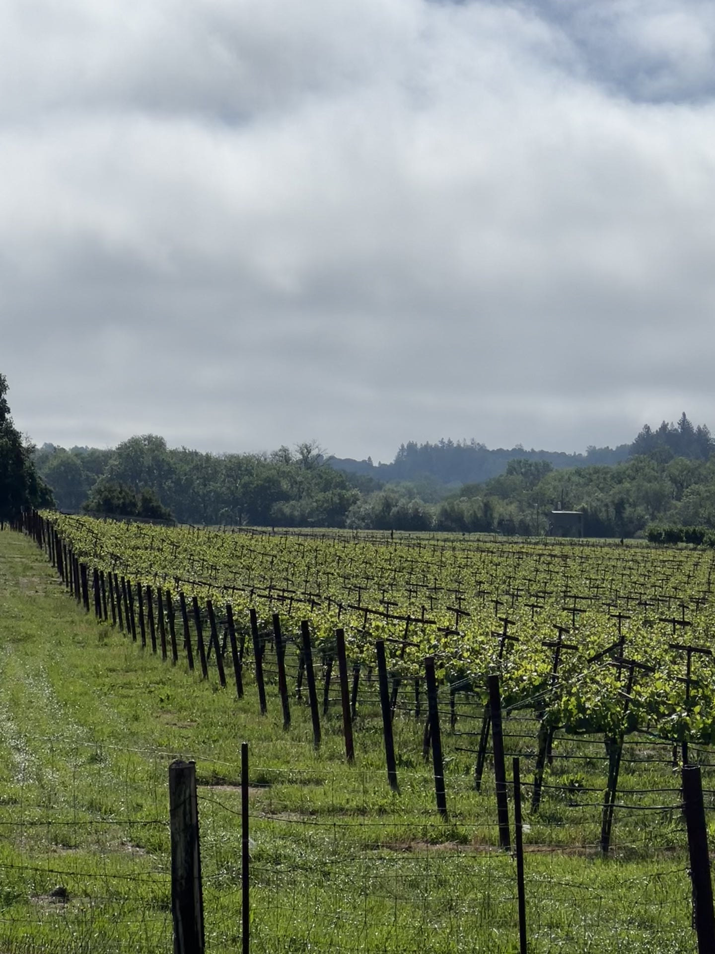 russianrivervalleyvineyards