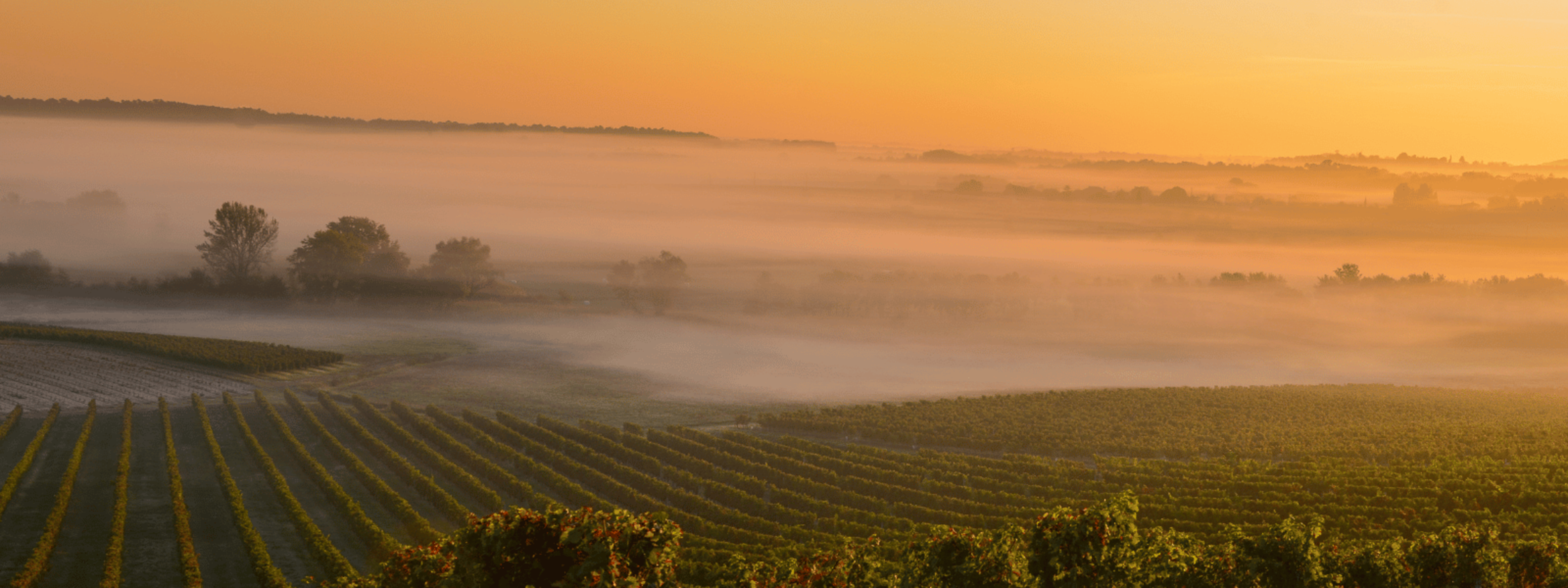 Vineyards, Napa Valley, Spring Mountain, Hillside, Cabernet Sauvignon